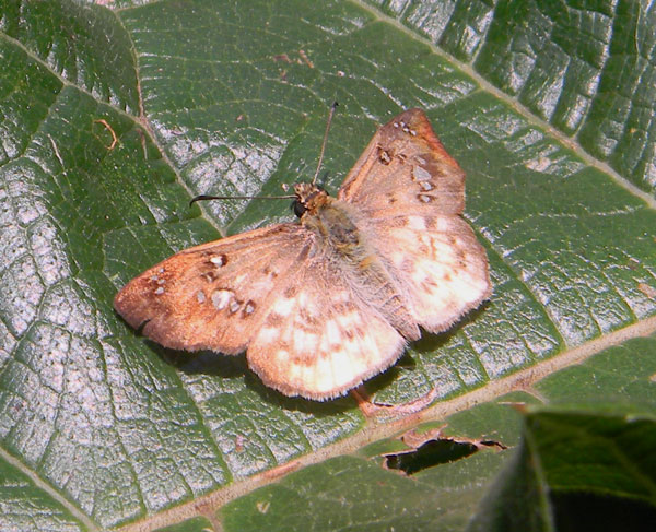 Clouded Flat Skipper (Tagiades flesus)from Kakamega, Kenya, Oct. 2010. Photo © by Michael Plagens