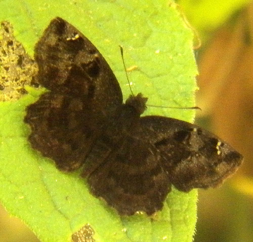 a possible elfin skipper, Sarangesa sp, from Kitale, Kenya, Jan. 2012. Photo © by Michael Plagens