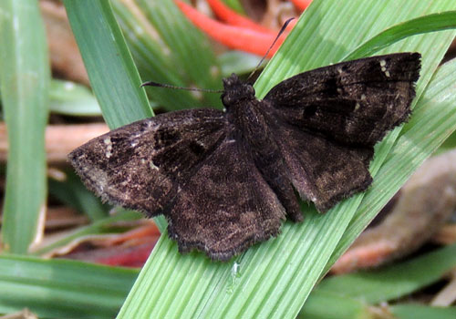 a possible elfin skipper, Sarangesa sp, from Kitale, Kenya, Jan. 2012. Photo © by Michael Plagens