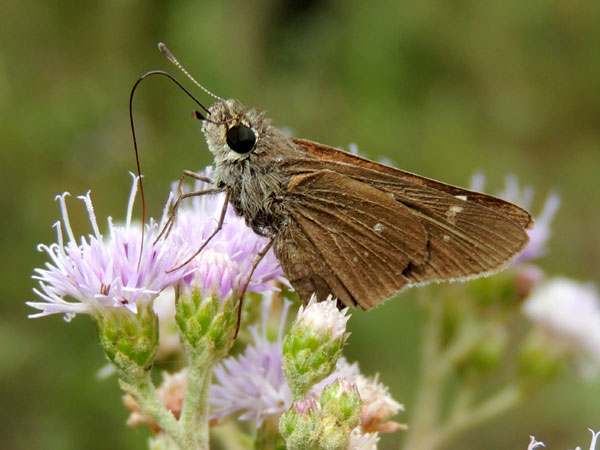 a possible elfin skipper, Sarangesa sp, from Kitale, Kenya, Jan. 2012. Photo © by Michael Plagens