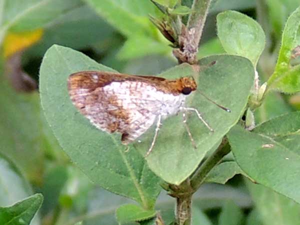 a possible Acleros skipper, Hesperiidae, from Kitale, Kenya. Photo © by Michael Plagens