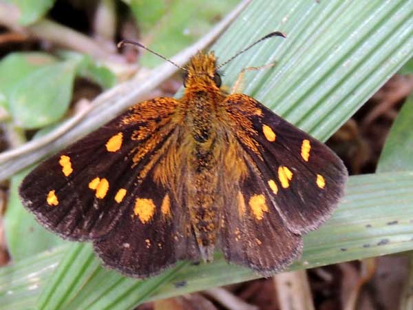 a possible Osmodes skipper, Hesperiidae, from Nairobi, Kenya, July 2014. Photo © by Michael Plagens