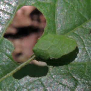 a skipper larva has cut a loop of leaf to use as a tent, Kenya, Dec. 2016. Photo © by Michael Plagens