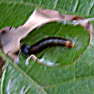 a skipper larva exposed by opening the tent, Kenya, Dec. 2016. Photo © by Michael Plagens