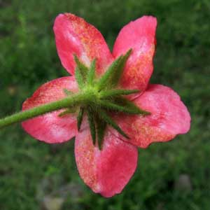 Hibiscus aponeurus from Kenya, photo © by Michael Plagens