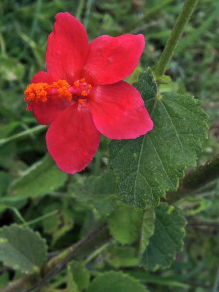 Hibiscus aponeurus from Kenya, photo © by Michael Plagens