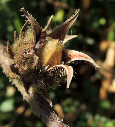 mature fruit of Swamp Hibiscus, Hibiscus diversifolius, from Eldoret, Kenya, photo © by Michael Plagens