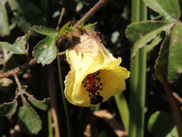 Swamp Hibiscus, Hibiscus diversifolius, from Eldoret, Kenya, photo © by Michael Plagens