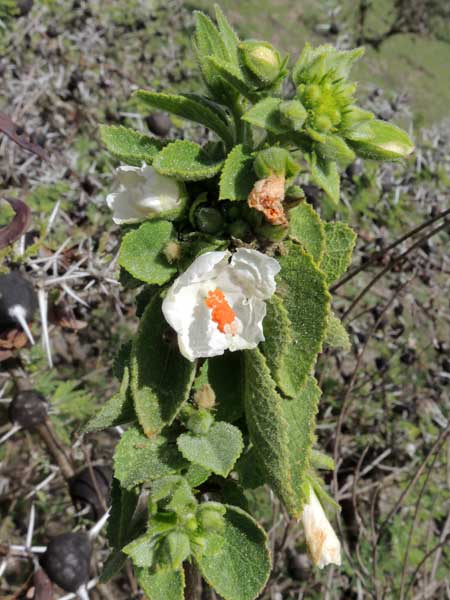 Hibiscus flavifolius from Kenya, photo © by Michael Plagens