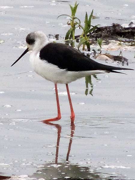 Black-winged Stilt, Himantopus himantopus, photo © by Michael Plagens