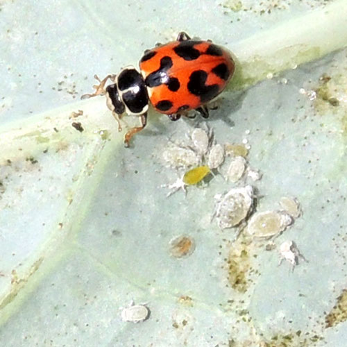 lady beetles feeding on cabbage aphids in Nairobi, Kenya. Photo © by Michael Plagens