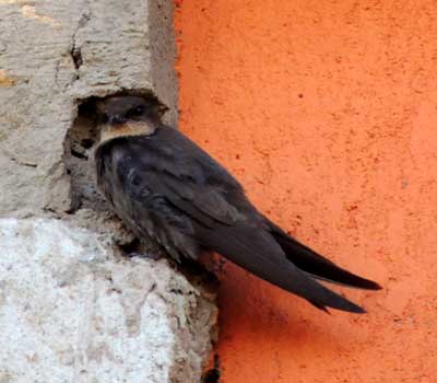 Common Barn Swallow, Hirundo rustica, photo © by Michael Plagens