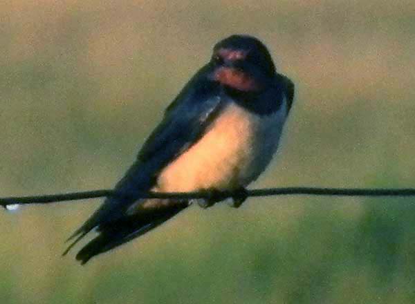 Common Barn Swallow, Hirundo rustica, photo © by Michael Plagens