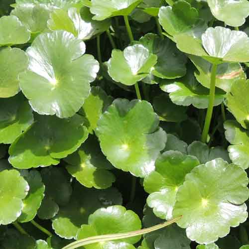 Tropical Pennywort, Hydrocotyle ranunculoides, photo © by Michael Plagens