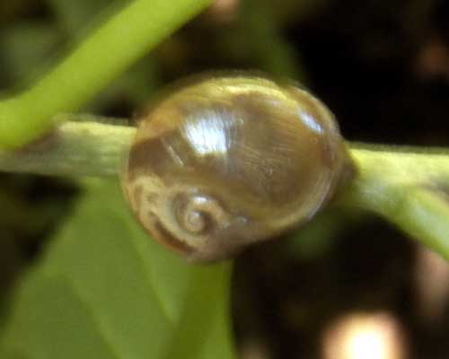 a land snail from Kitale, Kenya. Photo © by Michael Plagens