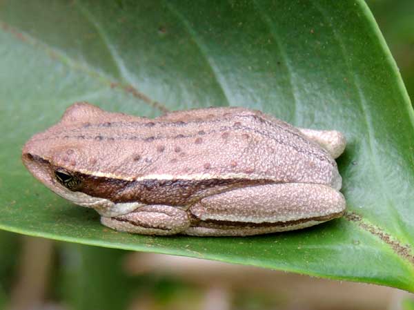 Probably a Hyla species, photo © by Michael Plagens