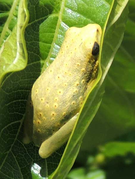 Probably a Hyla species, photo © by Michael Plagens