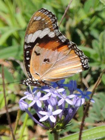 a mimic butterfly, Hypolimnas misippus, from Nyeri, Kenya, Dec. 2015. Photo © by Michael Plagens