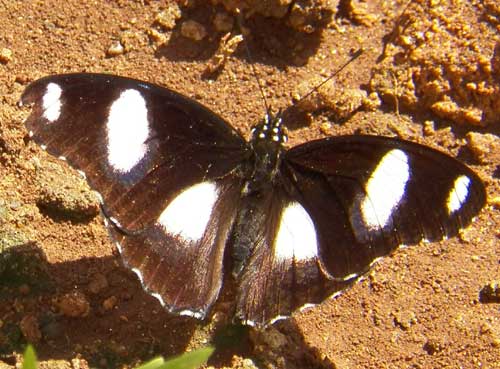 a mimic butterfly, Hypolimnas misippus, from Mombasa, Kenya, Jan. 2012. Photo © by Michael Plagens
