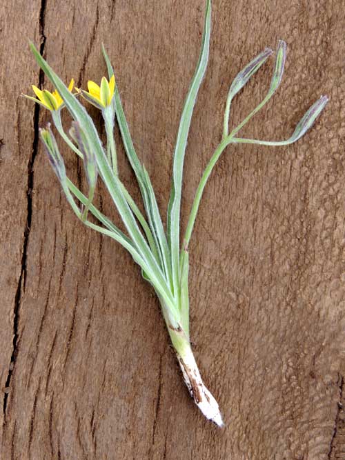 Yellow Star Grass, Hypoxis, on rim of Menangai Crater, photo © by Michael Plagens