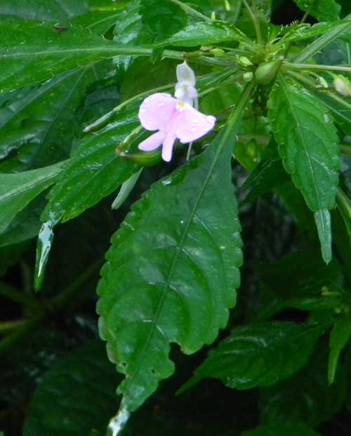 Impatiens hochstetteri from Kakamega Forest, Kenya, photo © by Michael Plagens