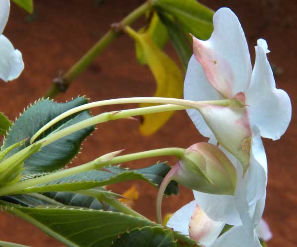 Impatiens, possibly sodenii, from Rift Valley, Kenya, photo © by Michael Plagens