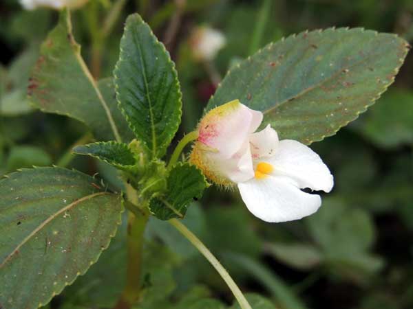 Impatiens, from Kitale, Rift Valley, Kenya, photo © by Michael Plagens