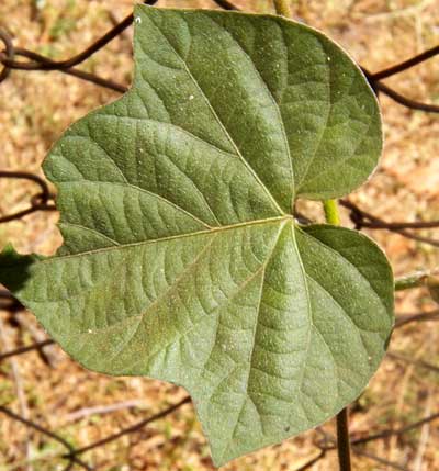 leaf of morning-glory, Ipomoea sp., from Kenya, photo © by Michael Plagens