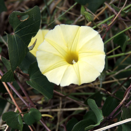a pastel yellow morning-glory, Ipomoea obscura, from Kenya, photo © by Michael Plagens