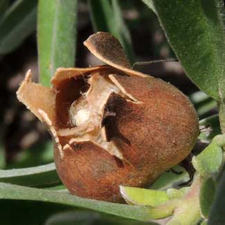 capsular fruit of Ipomoea jaegeri, from Kenya, photo © by Michael Plagens