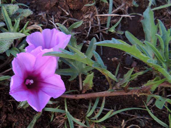 morning-glory, Ipomoea, from Kenya, photo © by Michael Plagens