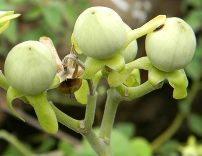 nearly mature fruit capsules of a convolvulaceae, probably Ipomoea spathulata, photo © by Michael Plagens