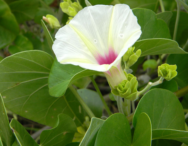 a convolvulaceae, probably Ipomoea spathulata, photo © by Michael Plagens