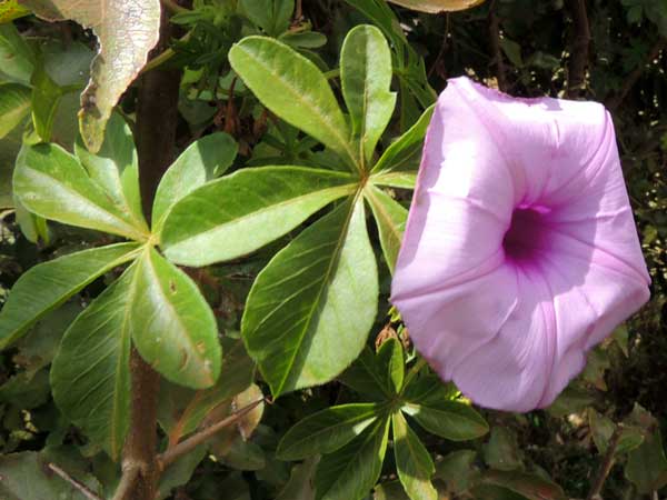 a morning-glory with palmate leaves, Ipomoea cairica, from Kenya, photo © by Michael Plagens