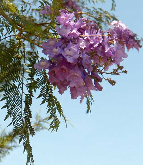 Jacaranda, a cultivated tree with showy purple flowers, Kenya, photo © by Michael Plagens