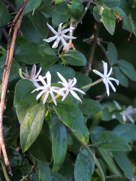 Gold Coast Jasmine, Jasminum dichotomum, Kenya, photo © by Michael Plagens