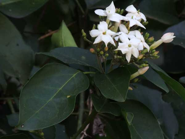 Forest Jasmine, Jasminum abyssinicum, Kenya, photo © by Michael Plagens