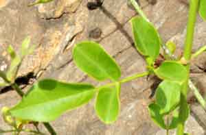 Abyssinian Jasmine, Kenya, photo © by Michael Plagens