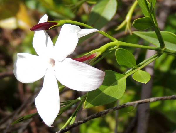 Abyssinian Jasmine, Kenya, photo © by Michael Plagens