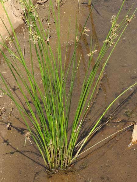 Rush, Juncus, in Kenya, photo © by Michael Plagens