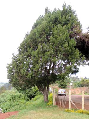 habit of African Juniper, Juniperus procera, photo © by Michael Plagens