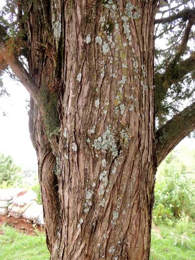 African Juniper, Juniperus procera, photo © by Michael Plagens