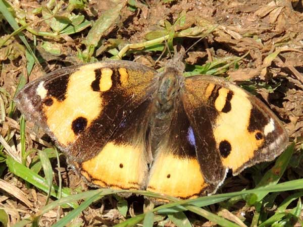 Yellow Pansy, Junonia hierta, observed at Turbo, Rift Valley, Kenya. Photo © by Michael Plagens