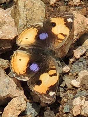 Yellow Pansy, Junonia hierta, observed at Turbo, Rift Valley, Kenya. Photo © by Michael Plagens