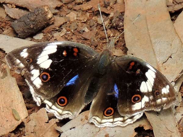 Dark Blue Pansy, Junonia oenone, observed near, Nairobi, Kenya, July 2014. Photo © by Michael Plagens