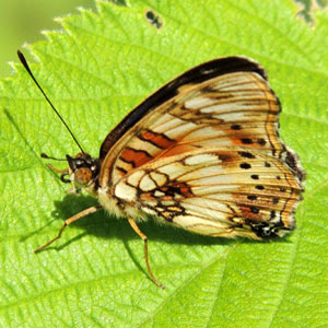 Little Commodore/Pansy, Junonia sophia, observed near Tambach, Kenya. Photo © by Michael Plagens