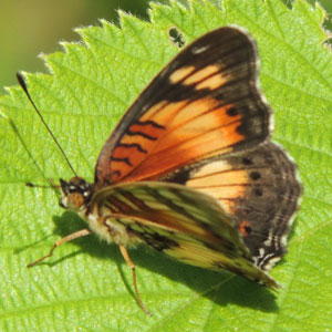 Little Pansy, Junonia sophia, observed near Tambach, Kenya. Photo © by Michael Plagens