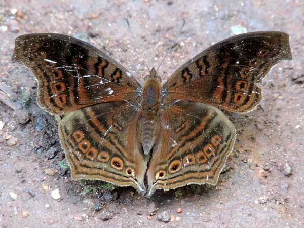 Brown Pansy, Junonia stygia, South Nandi Forest, Kenya. Photo © by Michael Plagens