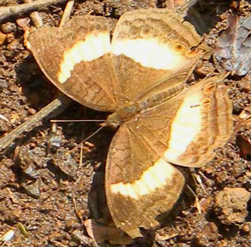 Soldier Pansy, Junonia terea, observed at City Park, Nairobi, Kenya, Oct. 2, 2010. Photo © by Michael Plagens