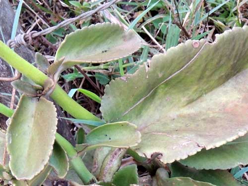 a succulent, Kalanchoe densiflora, photo © by Michael Plagens